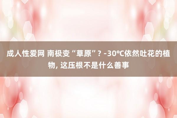 成人性爱网 南极变“草原”? ﹣30℃依然吐花的植物， 这压根不是什么善事